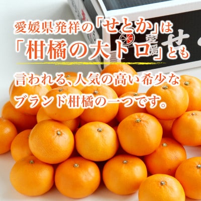 【先行受付】せとか　2.5kg　JA選果品　愛媛県JAおちいまばり