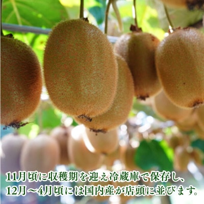 愛媛県産キウイフルーツ  3.6kg