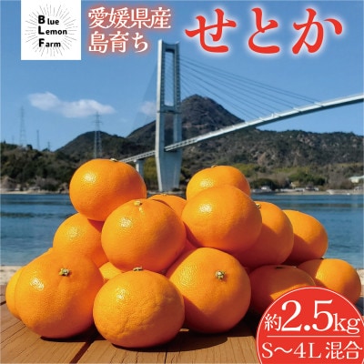 愛媛 ブルーレモンファームのせとか 2.5kg サイズ混合【数量限定】