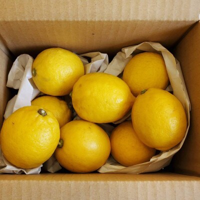 愛媛　ブルーレモンファームのレモン　1kg【冷蔵便】期間・数量限定