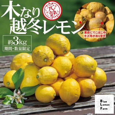 愛媛　ブルーレモンファームの木なり越冬完熟訳ありレモン 約3kg　【冷蔵便】期間・数量限定