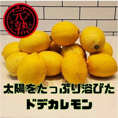 ブルーレモンファームの太陽をたっぷり浴びたドデカレモン 木なり完熟レモン 3kg 【冷蔵便】