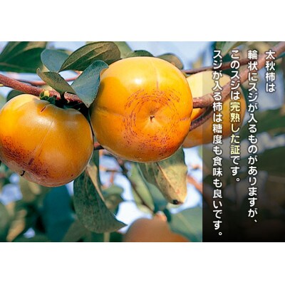 【先行受付】太秋柿 約3.5kg箱入り