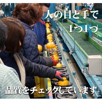 【先行受付】光センサー使用! 熊本県産デコポン 約5kg