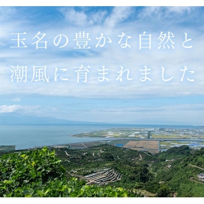 【先行受付】光センサー使用! 熊本県産デコポン 約5kg