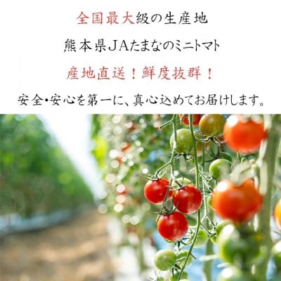 【先行受付】特選 ミニトマト「玉宝」 約12kg(約3kg×4)