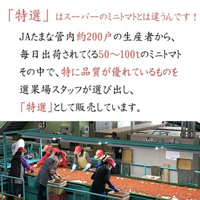 【先行受付】特選 ミニトマト「玉宝」 約12kg(約3kg×4)