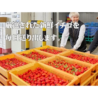 【先行受付】熊本県産イチゴ ゆうべに 1箱(250g入り×2パック)