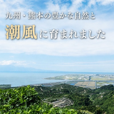 【先行受付】プレミアム温州みかん 草枕 約4kg