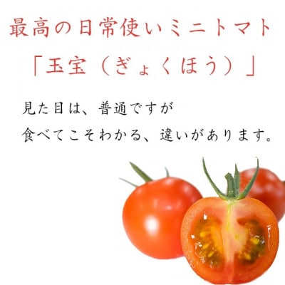 【先行受付】特選ミニトマト「玉宝」　お試し1kg