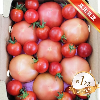 【先行受付】【くまモン箱入り】特選ミニトマト「玉宝」+丸トマト合い盛りセット 約1kg
