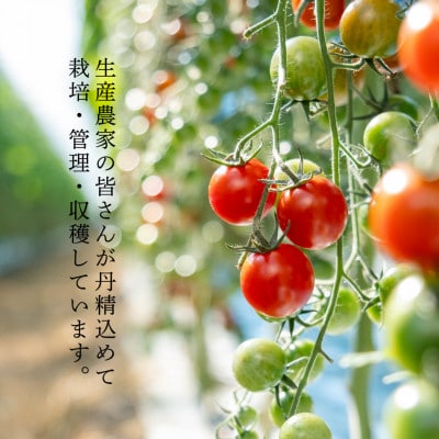 【先行受付】【くまモン箱入り】特選ミニトマト「玉宝」+丸トマト合い盛りセット 約1kg