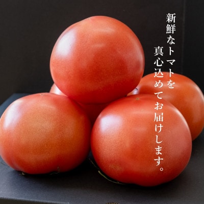 【先行受付】【くまモン箱入り】特選ミニトマト「玉宝」+丸トマト合い盛りセット 約1kg