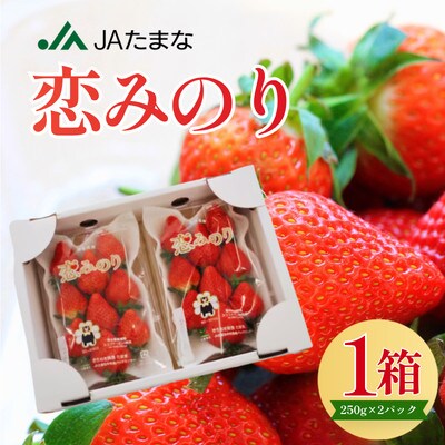 【先行受付】熊本県産イチゴ  恋みのり 1箱(250g入り×2パック)