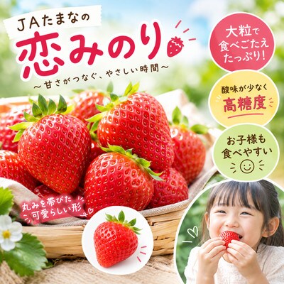 【先行受付】熊本県産イチゴ  恋みのり 1箱(250g入り×2パック)