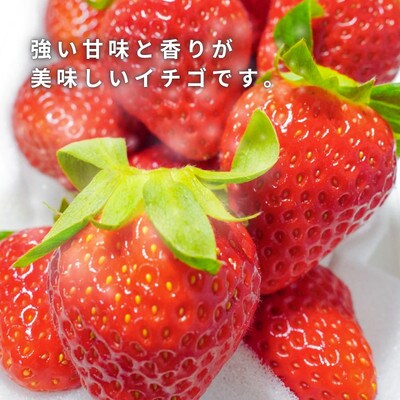 【先行受付】熊本県産イチゴ  恋みのり 1箱(250g入り×2パック)