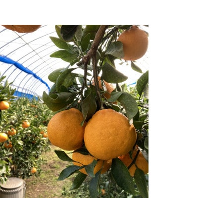 熊本県玉名市産 不知火5kg
