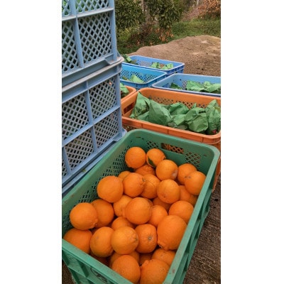 熊本県玉名市産 不知火5kg