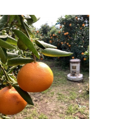 熊本県玉名市産 せとか5kg