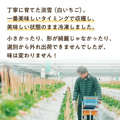 【熊本県産】淡雪 冷凍イチゴ 3kg