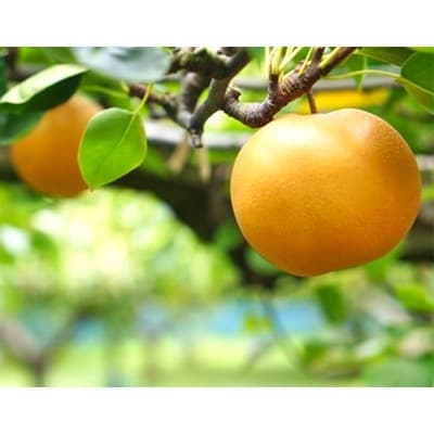 玉名市産 豊水梨 約5kg