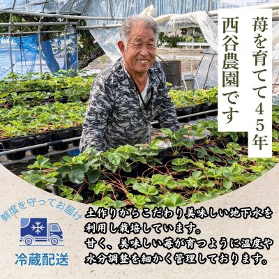 【先行受付】玉名市産 淡雪 約500g