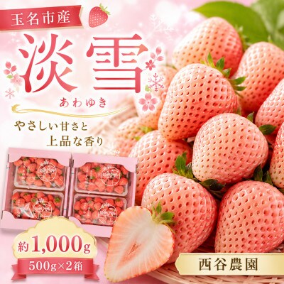 【先行受付】玉名市産 淡雪 約1kg