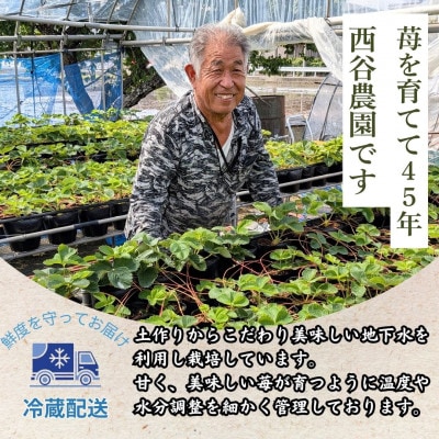 【先行受付】訳あり 淡雪 約1.5kg