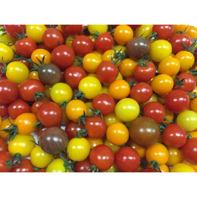 サザキ農園のカラフルミニトマト彩りバラエティーセット3kg お礼品詳細 ふるさと納税なら さとふる