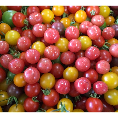 サザキ農園の ぷちぷよ 入りミックスミニトマト彩りバラエティーセット3kg お礼品詳細 ふるさと納税なら さとふる