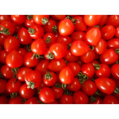 真ごのトマト【トマトベリー3kg】