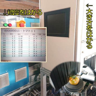蘇鉄園芸のトマト三昧セット (ミニトマト2kg + 桃太郎トマト14個)