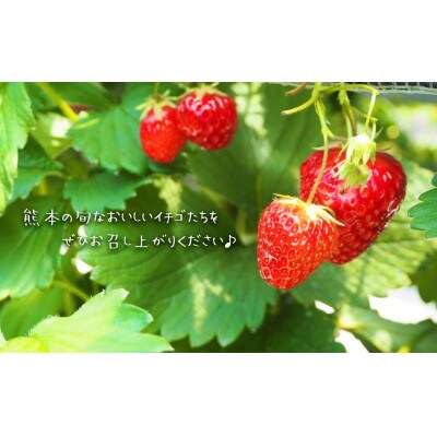 玉名産 いちご「ゆうべに」or「恋みのり」約1kg(250g×4パック)　旬のイチゴをお届け!!