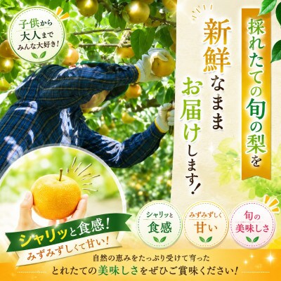 厳選 旬の梨 約3kg(玉名市)【8月下旬より順次発送】