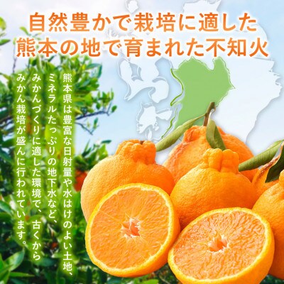 熊本県産訳あり不知火　約5kg(玉名市)