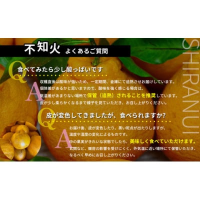 熊本県産訳あり不知火　約5kg(玉名市)