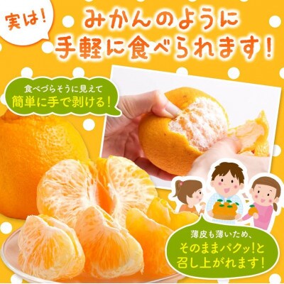 熊本県産訳あり不知火　約5kg(玉名市)