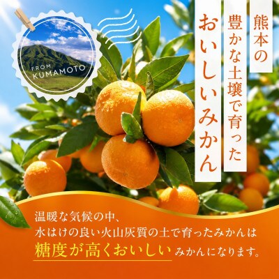 【先行予約】熊本県産 温州 みかん 約8kg(玉名市)
