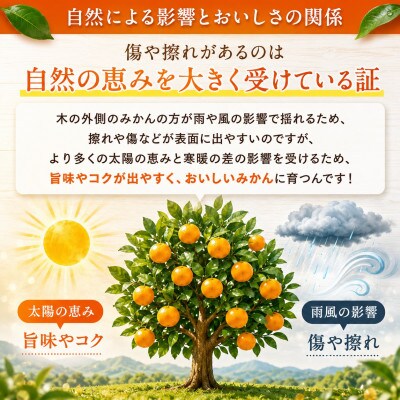 【先行予約】熊本県産 温州 みかん 約8kg(玉名市)