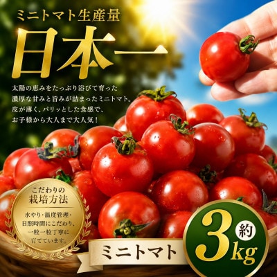 【先行予約】熊本県産 ミニトマト 約3kg(玉名市)