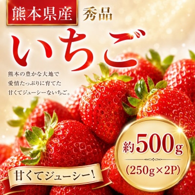 【先行予約】玉名産 いちご「ゆうべに」or「恋みのり」約500g(250g×2パック)(玉名市)