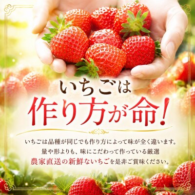 【先行予約】玉名産 いちご「ゆうべに」or「恋みのり」約500g(250g×2パック)(玉名市)