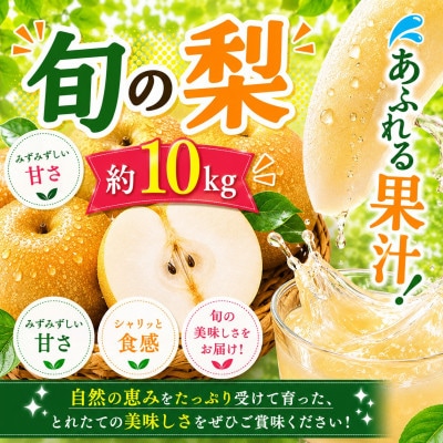 厳選 旬の梨 約10kg(玉名市)