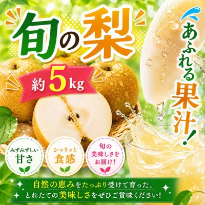厳選 旬の梨 約5kg (玉名市)