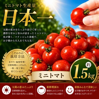 【先行予約】熊本県産 ミニトマト 約1.5kg(玉名市)