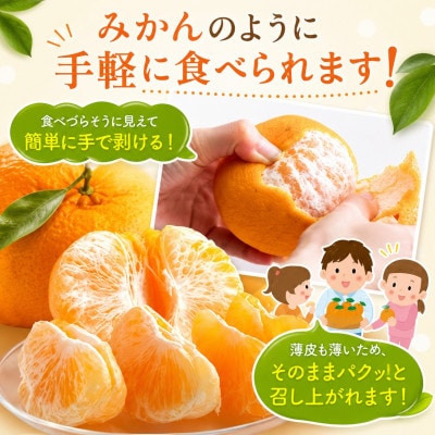 【先行予約】熊本県産不知火　秀品約5kg(玉名市)