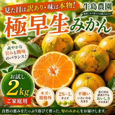 見た目は訳あり・味は本物! 極早生みかん お試し約2kg 牛島農園 (玉名市)