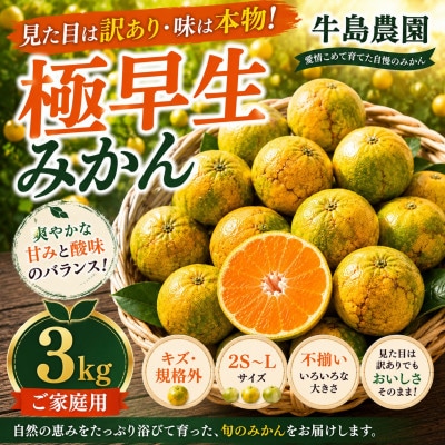 見た目は訳あり・味は本物! 極早生みかん 約3kg 牛島農園 (玉名市)