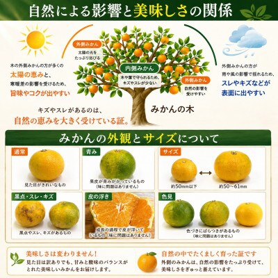 見た目は訳あり・味は本物! 極早生みかん 約3kg 牛島農園 (玉名市)