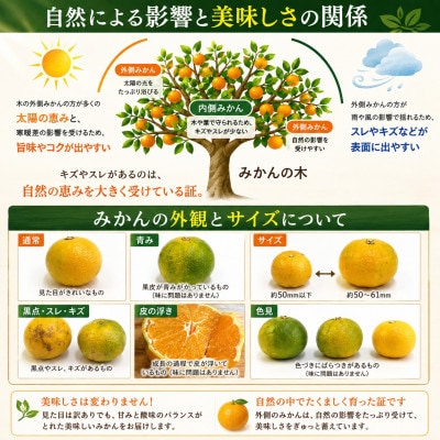 【訳あり】玉名市産 極早生みかん約5kg!キズありだけど中身は本物 東農園 (玉名市)